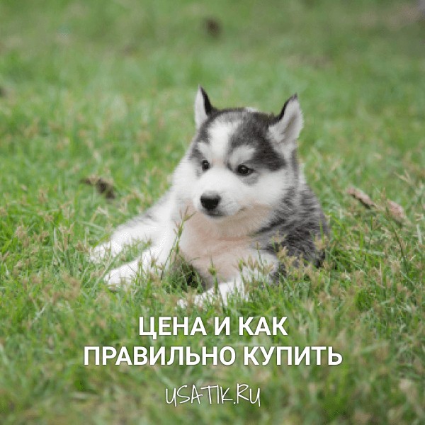 Сибирский хаски - цена и как правильно купить