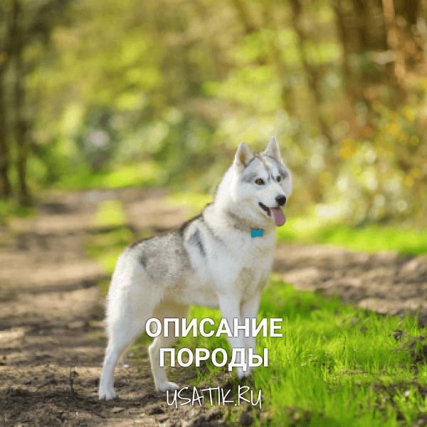 Сибирский хаски - описание породы