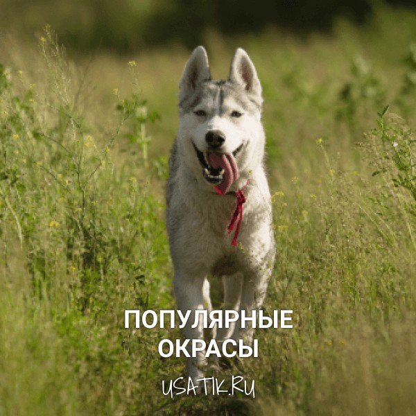 Популярные окрасы сибирских хаски