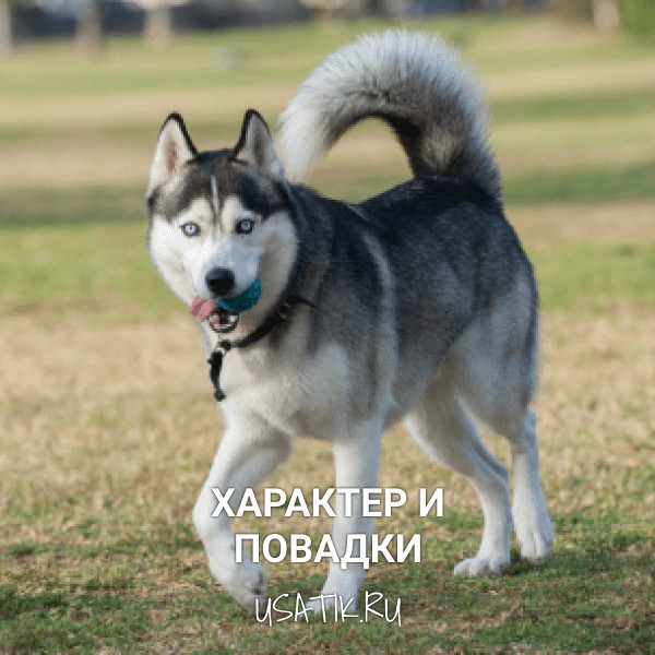 Характер и повадки сибирских хаски