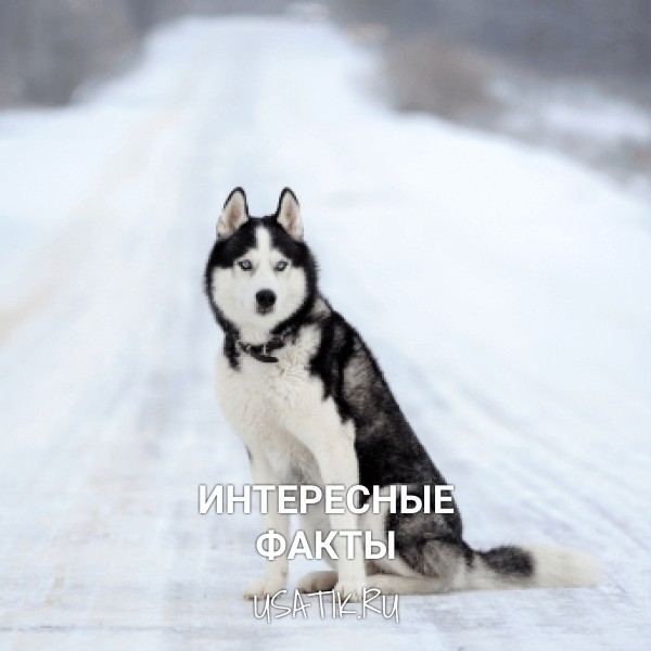 Интересные факты о сибирских хаски