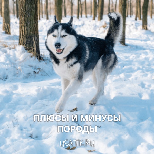 Плюсы и минусы сибирских хаски