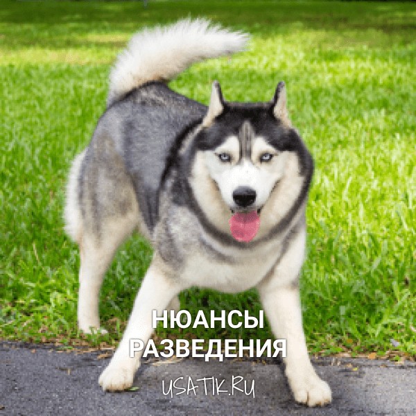 Разведение сибирских хаски