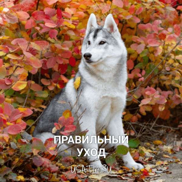 Уход за сибирскими хаски
