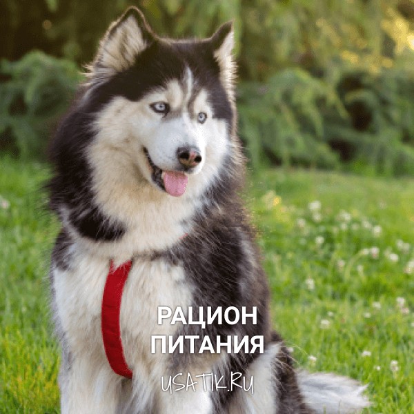 Рацион питания сибирских хаски