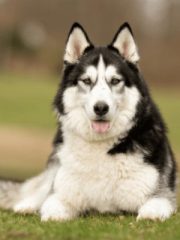 Сибирский хаски