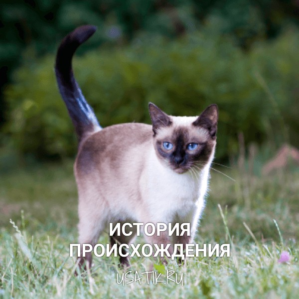 История происхождения тайских кошек