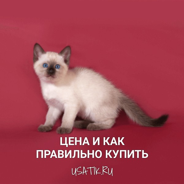 Тайская кошка - цена и как правильно купить