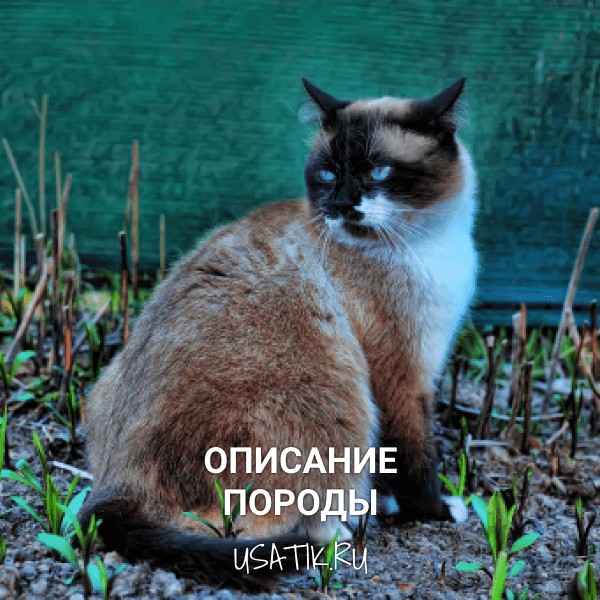 Тайская кошка - описание породы