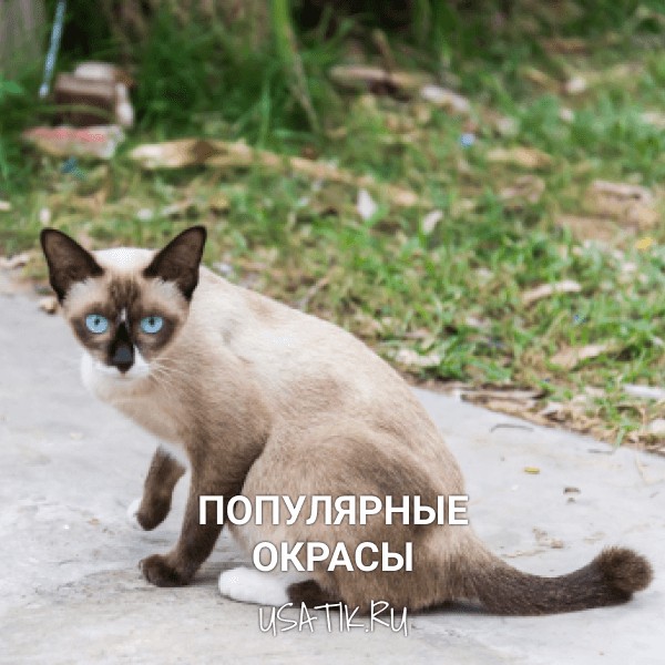 Популярные окрасы тайских кошек