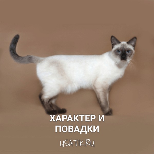 Характер и повадки тайских кошек