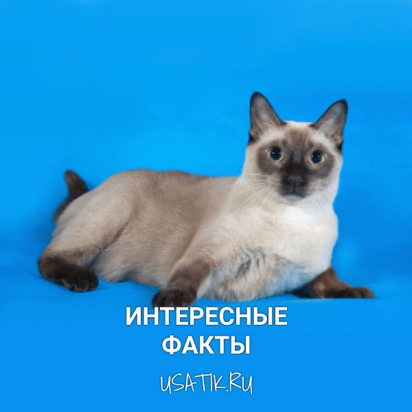 Интересные факты о тайских кошках