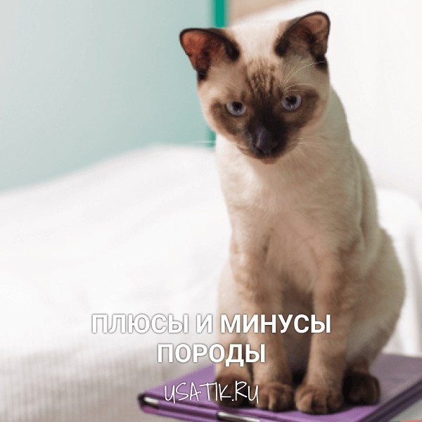 Плюсы и минусы тайских кошек