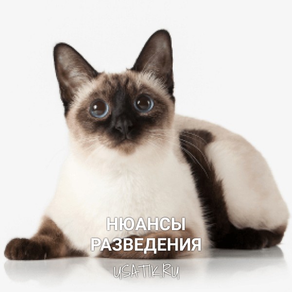 Разведение тайских кошек