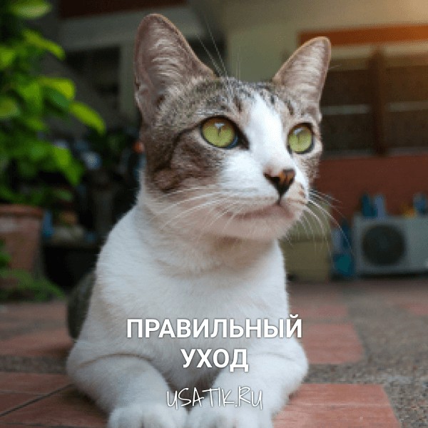 Уход за тайскими кошками