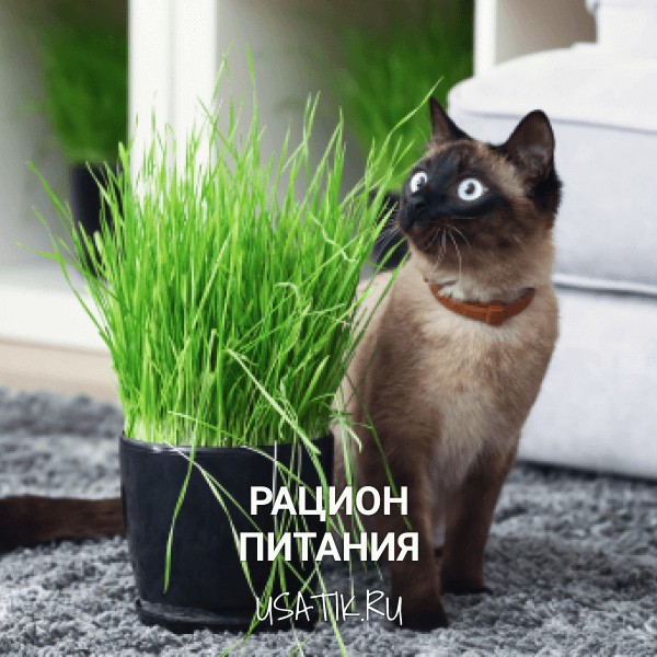 Рацион питания тайских кошек
