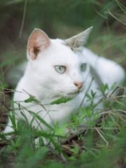 Тайская кошка