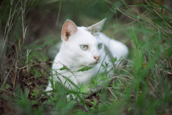 Тайская кошка