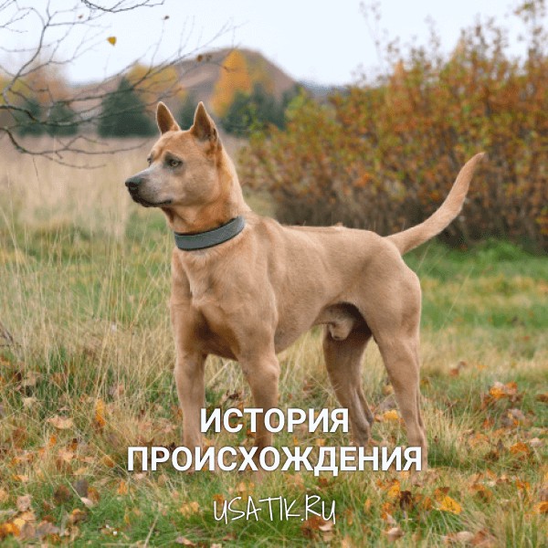 История происхождения тайских риджбеков