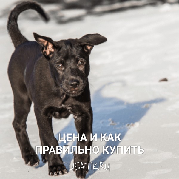 Тайский риджбек - цена и как правильно купить