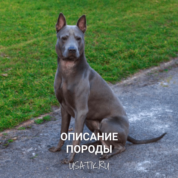 Тайский риджбек - описание породы
