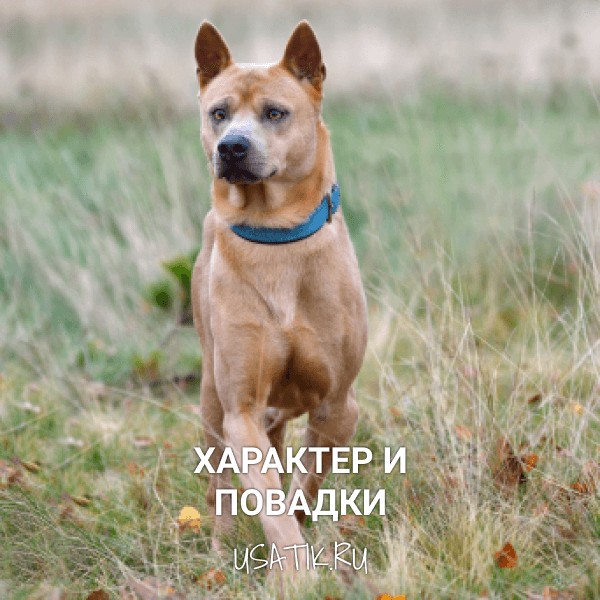 Характер и повадки тайских риджбеков