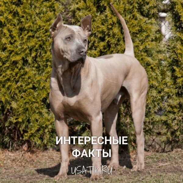 Интересные факты о тайских риджбеках