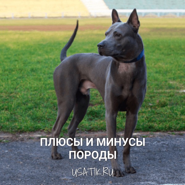 Плюсы и минусы тайских риджбеков