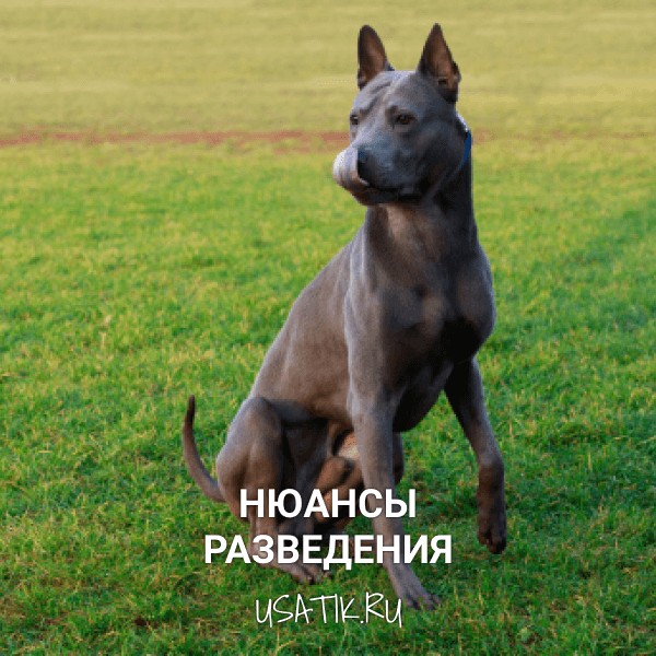 Разведение тайских риджбеков