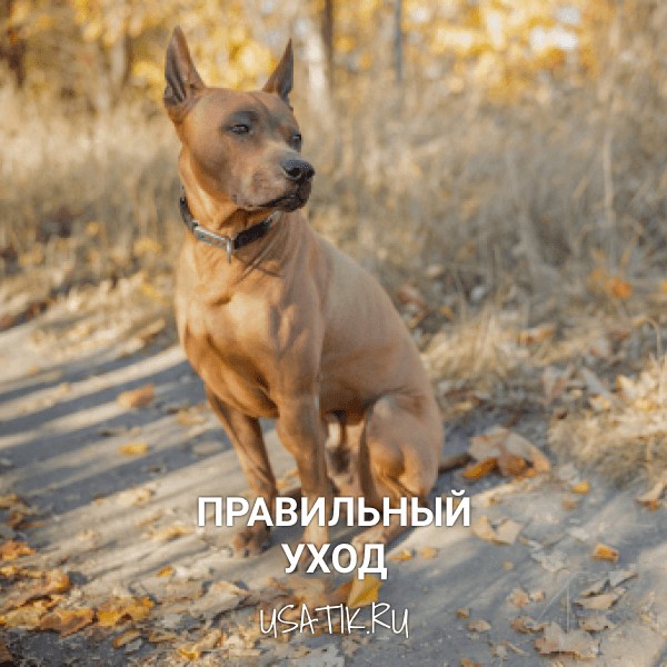 Уход за тайскими риджбеками