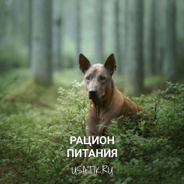 Рацион питания тайских риджбеков