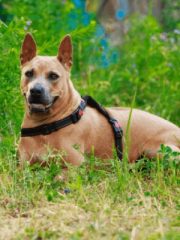 Тайский риджбек