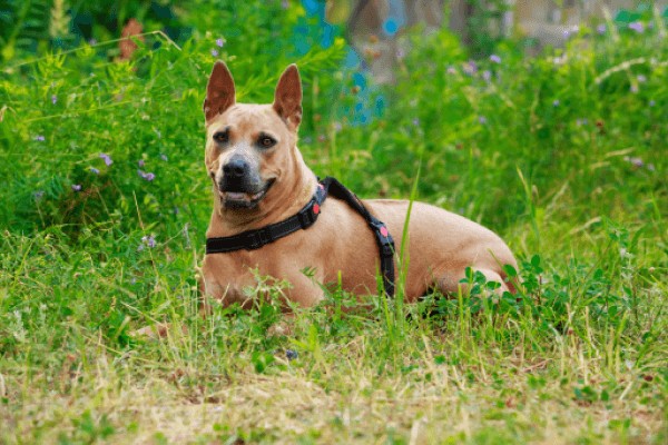 Тайский риджбек