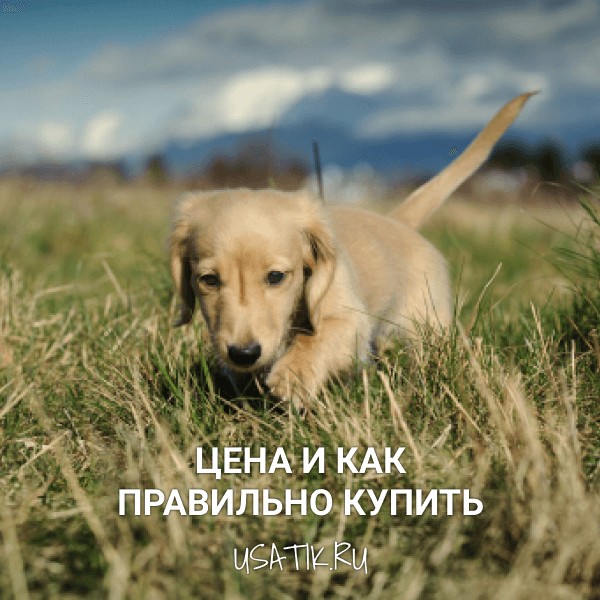 Такса - цена и как правильно купить