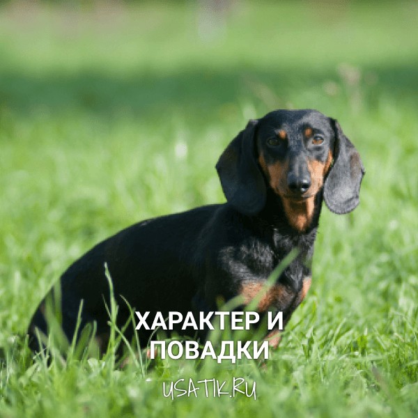 Характер и повадки такс