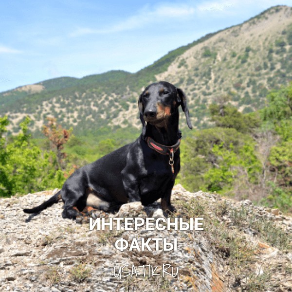 Интересные факты о таксах