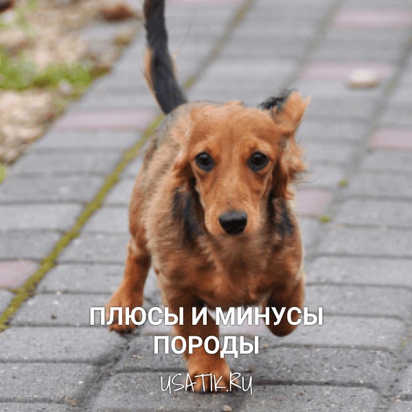 Плюсы и минусы такс