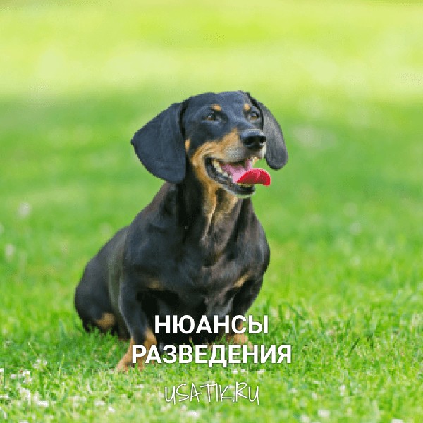 Разведение такс