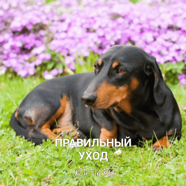 Уход за таксами