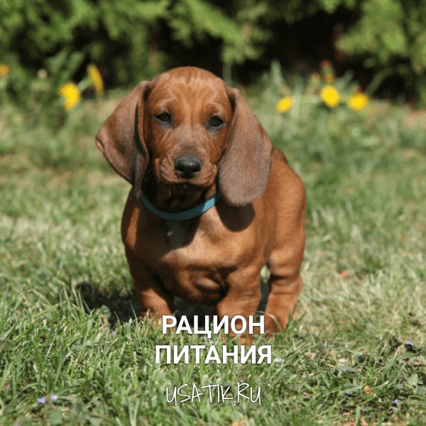 Рацион питания такс