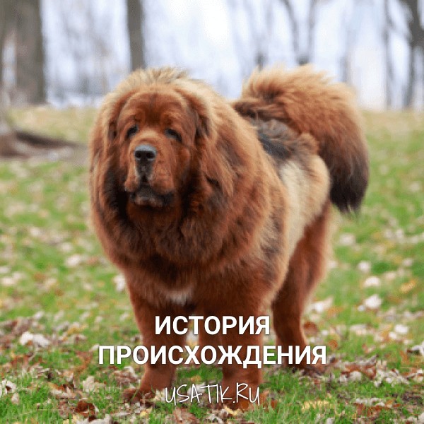 История происхождения тибетских мастифов