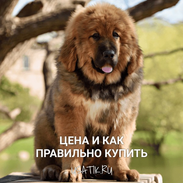 Тибетский мастиф - цена и как правильно купить