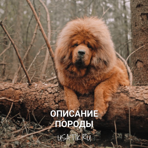 Тибетский мастиф - описание породы