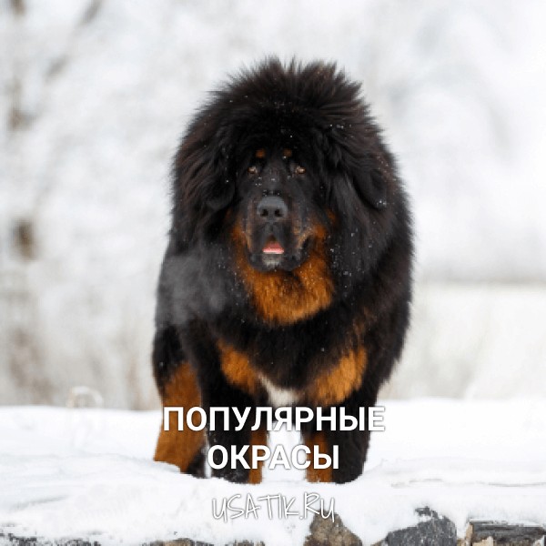 Популярные окрасы тибетских мастифов