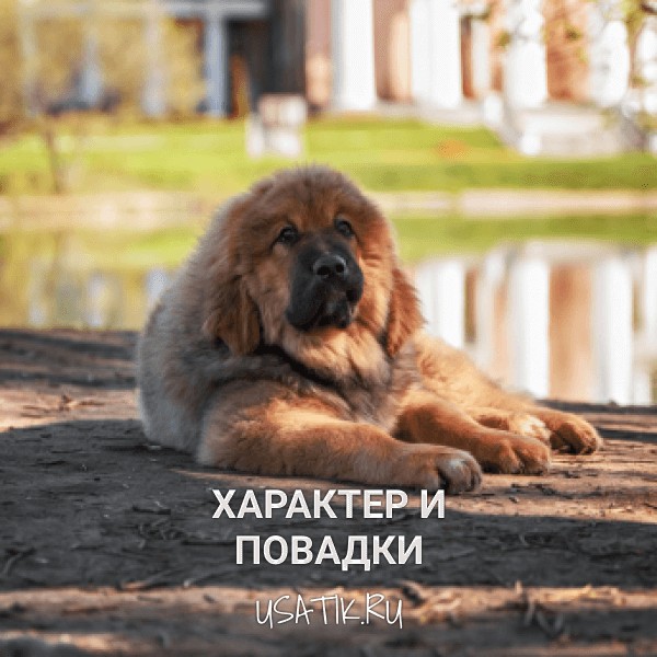 Характер и повадки тибетских мастифов