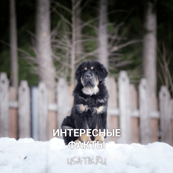 Интересные факты о тибетских мастифах