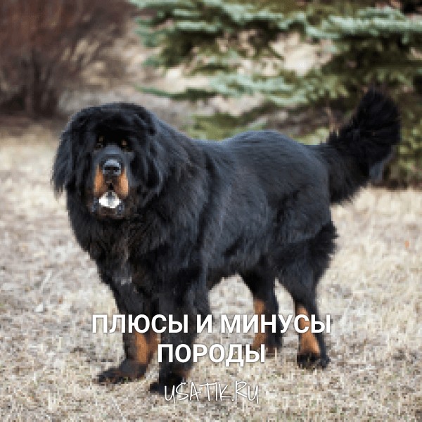 Плюсы и минусы тибетских мастифов