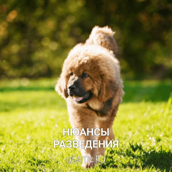 Разведение тибетских мастифов