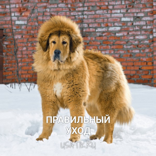Уход за тибетскими мастифами