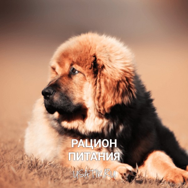 Рацион питания тибетских мастифов